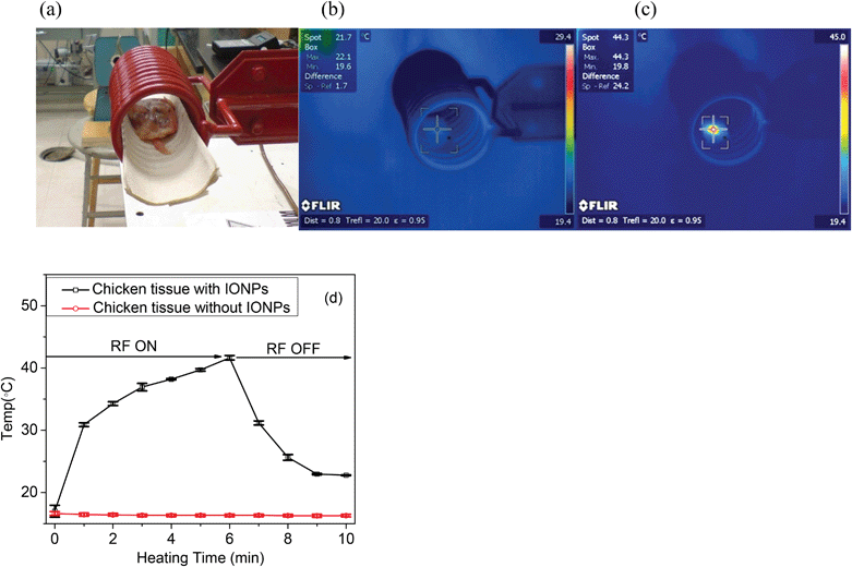 Temperature distribution on chicken tissue by injection of IONPs (5 mg mL−1, 25 nm) under RF (350 kHz) treatment: (a) a photograph of a piece of chicken after injection of IONPs inside the RF coil; (b) before and (c) after heating under the RF for 10 min which showed that the localized temperature increases to 44.3 °C from room temperature; (d) the temperature changes in chicken tissue with and without IONPs during 6 min of RF heating and 4 min of cooling. Values given are means ± SD (n = 3).