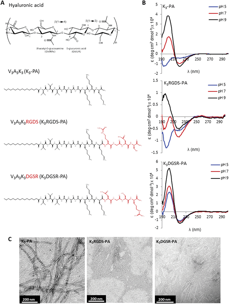 Peptide design and characterization. (A) Chemical structure of the building blocks used for preparing the self-assembled membranes, hyaluronan (HA) and different peptide amphiphiles (PAs): V3A3K3 containing positively charged lysines (KKK) to bind the anionic HA, one containing the RGDS epitope (K3RGDS-PA), a scrambled version (K3DGSR-PA). (B) Circular dichroism spectra of peptide solutions (3.3 × 10−5 M) at pH 5, 7 and 9 showing a predominantly β-sheet secondary structure. (C) TEM images of PA nanostructures formed by the deposition of 0.1 mM solutions in water followed by air drying on a carbon-coated TEM grid.