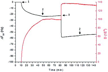 PA–HA interaction. QCM-D monitoring of frequency (Δf, black) and dissipation (ΔD, red) changes obtained at the 7th overtone, during deposition of peptide (step 1) and hyaluronan (step 3) on a bare crystal (step 2 relates to rising). The frequency of this overtone was normalized to the fundamental resonant frequency of the quartz crystal, by dividing it by ν (where ν = 7).