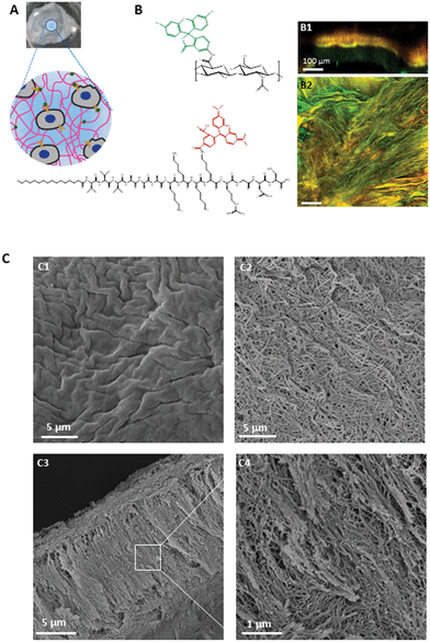 PA–HA membrane microstructure. (A) Schematic representation of PA–HA membranes functionalized with bioactive molecules (green) interacting with cell integrins (yellow). (B) Confocal microscopy images of the membranes prepared with 1% (w/v) fluorescein–HA and a 2% (w/v) peptide mixture containing 0.1% K3K(Rhod)RGDS-PA. Images show the localization of HA (green) and PA (red) over the membrane surface (B2) and cross section (B1). Yellow represents the overlaping of both components. (C) SEM micrographs of self-assembled membranes with 1% (w/v) HA and 2% (w/v) K3-PA, showing the surface on the polymer (C1) and peptide (C2) sides and cross section (C3, C4).