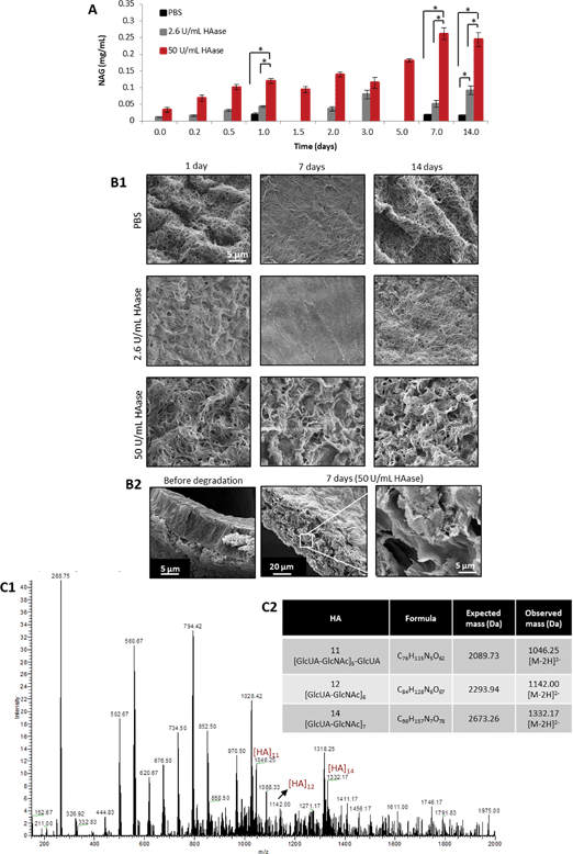 Degradation of PA–HA membranes. (A) Quantification of N-acetylamino sugars released from K3-HA membranes in PBS and PBS containing 2.6 U mL−1 and 50 U mL−1 HAase (*p < 0.05, error bars represent standard deviation (n = 3)). (B1) SEM images showing differences in membrane microstructure when exposed to different hyaluronidase (HAase) concentrations up to 14 days. (B2) Cross section of the membranes before and after exposure to 50 U mL−1 HAase evidencing that degradation is occurring not only on the surface but also inside the membrane. (C1) Negative ESI-MS of the supernatant after incubating the membranes in 2.6 U mL−1 HAase for 7 days showing the presence of HA fragments. (C2) Observed and theoretical molecular masses of HA oligosaccharides.