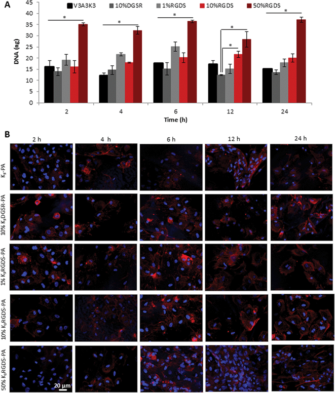 Cell adhesion on PA–HA membranes. dsDNA quantification (A) (*p < 0.05, error bars represent standard deviation (n = 3)) and confocal fluorescence images (B) of hDFb cultured on HA–PA membranes containing 1, 10 and 50% K3RGDS-PA or 10% (w/v) K3DGSR-PA up to 24 hours of culture. F-actin was labeled with TRITC-phalloidin (red) and nuclei with DAPI (blue).