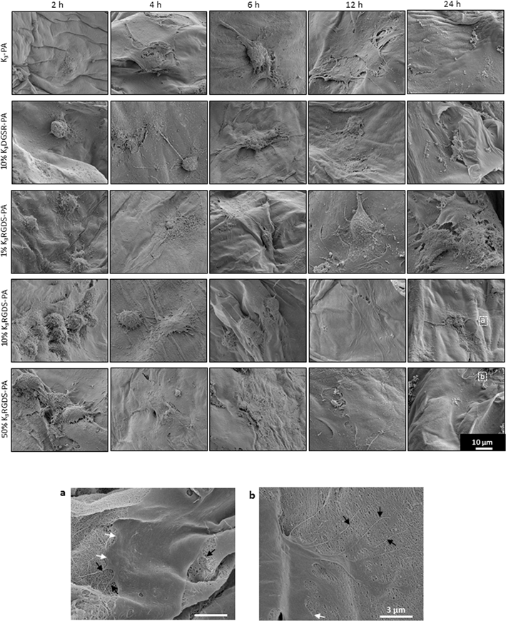 Cell morphology on PA–HA membranes. SEM micrographs of hDFb cultured on HA–PA membranes containing 1, 10 and 50% K3RGDS-PA or 10% (w/v) K3DGSR-PA. Cells were cultured on the PA side in medium without FBS up to 24 h. (a) and (b) show a higher magnification of cells on the surface of HA–PA membranes with 10 and 50% (w/v) RGDS, respectively. Black and white arrows indicate the presence of filopodia and lamellipodia, respectively.