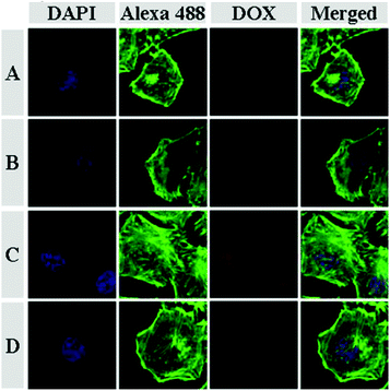 CLSM microimages of HeLa cells incubated with SAD (A), CAD (B), DAD (C) and DOX (D) for 3 h. For each panel, the microimages from left to right show cellular nuclei stained by DAPI (blue), F-actin stained by Alexa 488 (green), DOX fluorescence in cells (red) and the overlays of the three microimages.