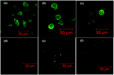 Confocal laser scanning microscopy images of HepG2 cells after incubation in RPMI 1640 medium containing (a) FITC-labeled poly(VAF-co-VSC-co-VGA), (b) FITC-labeled poly(VAF-co-VGA), (c) FITC-labeled poly(VSC-co-VGA), (d) FITC-labeled poly(VAF-co-VSC), (e) FITC-labeled poly(VAF) and (f) FITC-labeled poly(VSC) aggregates for 3 h.