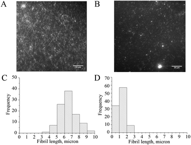 Fluorescence images and the corresponding fibril length distributions of Aβ1–40 fibrils resulting from seed-mediated growth, incubated at 37 °C in DMEM buffer without (A and C) and with (B and D) the addition of 10−8 M NAC–QDs.