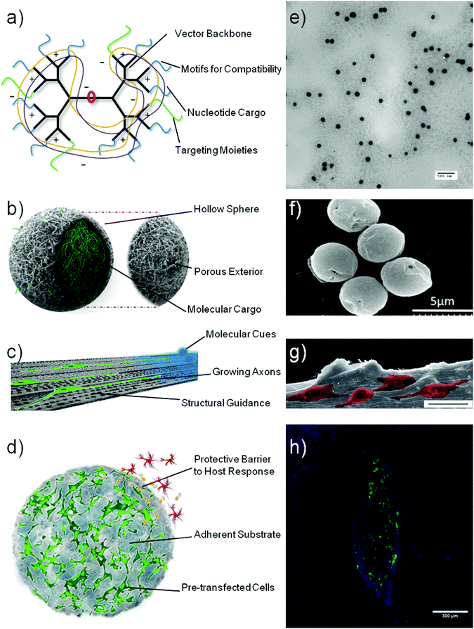 Schematic representation of various biomaterial constructs that can aid gene therapy applications for neurodegenerative disorders: nucleic acid vectors (a), sustained delivery devices (b), neural conduits (c) and cell support constructs (d). Subsequent microscopy images show: transmission electron micrograph of polyplexes formed by condensation of plasmid DNA with a polymeric vector (e), scanning electron micrograph of collagen hollow spheres prior to polyplex loading (f), scanning electron micrograph of PC12 cells (pseudocoloured) growing on an aligned collagen scaffold (scale bar = 25 μm) (g) and fluorescent micrograph of GFP transgenic stem cells growing within a collagen hydrogel (h) taken with permissions29,35,36 (e–h).