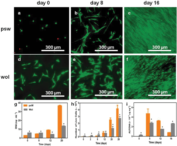Effects of psw and wol scaffolds on hMSC activities. (a, h) Effects on attachment, growth, and proliferation. The hMSCs were seeded at a density of 10 000 cells cm−2 in growth medium; (f) effects on hMSC osteogenic induction as indicated by alkaline phosphatase (ALP) enzymatic activity normalized by the total number of cells (DNA). The hMSCs were seeded at a density of 30 000 cells cm−2 in osteogenic induction medium. The expression of ALP on psw at day 0 was below the detection limit. (a–f) LIVE (green)/DEAD (red) fluorescence microscopy images of hMSCs on psw (a, b, c) and wol (d, e, f) surfaces at days 0 (a, d), 8 (b, e) and 16 (c, f). (g) Total DNA and (h) total live cell number over time in growth medium. Results are reported after subtraction of cell-free blanks. Asterisks indicate statistically significant differences (p < 0.05).
