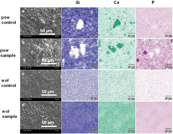 SEM image and elemental mapping (chemical composition analysis) over two-dimensional areas of (a, b), psw and (c, d), wol surfaces after 12 days of hMSC culture in osteogenic induction medium at a seeding density of 30 000 cells cm−2. (a–d) SEM images with a secondary electron detector. SEM-EDX spectral maps of Si (dark blue), Ca (light green), and P (purple) over a 0.15 mm × 0.10 mm area. (a) Cell-free control psw, (b) sample psw, (c) cell-free control wol, and (d) sample wol. In the spectral maps, lighter and darker colors, respectively, indicate lower and higher concentrations of the element.