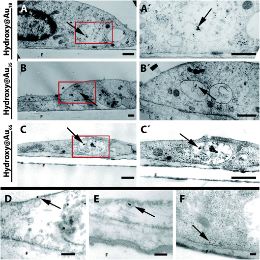 TEM images of PBEC monolayers treated with poly(2-hydroxypropylmethacrylamide)-coated gold nanoparticles. After the treatment of PBEC grown on filter membranes with different sized AuNPs, cells were fixed with glutaraldehyde and analyzed by transmission electron microscopy. Arrowheads show AuNPs located in vesicles within the cells. Left side (A–C): overview of cells. Right side (A′–C′): magnifications of red boxes of A–C. In D and E uptake events of AuNPs into cells are shown. In E the fusion of an AuNP-loaded intracellular vesicle with the membrane is shown. Scale bar: (A–C) 0.5 μm; (D–F) 0.1 μm. F = filter membrane.