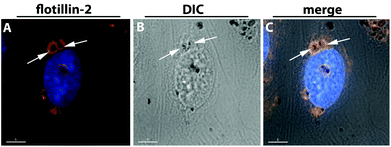 Co-localization of Hydroxy@AuNP35 with flotillin-2 positive vesicles in hCMEC/D3. hCMEC/D3 were treated with 100 μg mL−1 poly(2-hydroxypropylmethacrylamide)-coated gold nanoparticles (Hydroxy@AuNP35) for 24 hours. Cells were stained with anti-flotillin-2 antibody (red) (A). Differential interference contrast (DIC) images are presented in image B, while the merged images are presented in C. Nuclei are stained in blue (Hoechst dye). Delta Vision, 100×. Scale bar 5 μm.