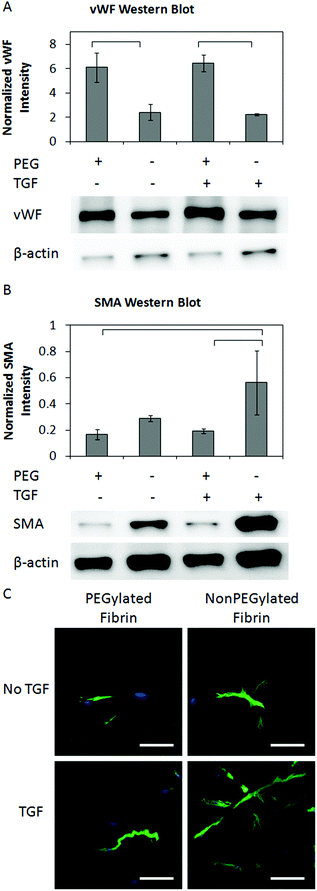 Western blot images and quantification of for vWF normalized to β-actin expression (A). Representative images of the blot are shown below the corresponding lane. Western blot images and quantification of for SMA normalized to β-actin expression (B). Representative images of the blot are shown below the corresponding lane. Brackets indicate significance of p < 0.05. Confocal Z-projections of hMSCs in gels stained for SMA (C). Scale bar represents 100 μm.
