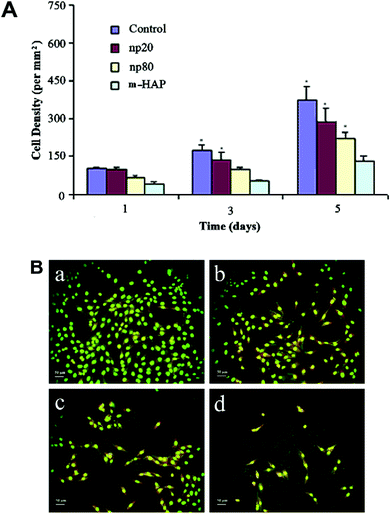 The size influence of HA nanocrystals on cellular proliferation. (A) Cell density of MG-63 on different substrates for 1, 3 and 5 days. (B) Fluorescence microscopic photographs of MG-63 cells (cultured for 5 days) on (a) glass, (b) np20, (c) np80 and (d) m-HAP.31