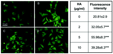 The eNOS expression in CVECs exposed to HA nanocrystals for 4 days. The effect of 2 mg mL−1 (B), 5 mg mL−1 (C) and 10 mg mL−1 (D) of HA nanocrystals compared to the control condition (A). The mean values of the eNOS signals of the cells treated with the HA nanocrystals (2, 5 and 10 μg mL−1) are reported in the right hand table. The fluorescence intensity in the treated samples was significantly higher than in the untreated ones, confirming the up-regulation of eNOS.42