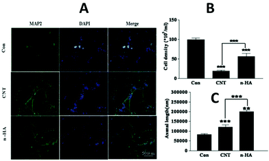 The biological effects of HA nanocrystals and CNTs on the cultured cortical neurons in the immunocytochemistry assay.44