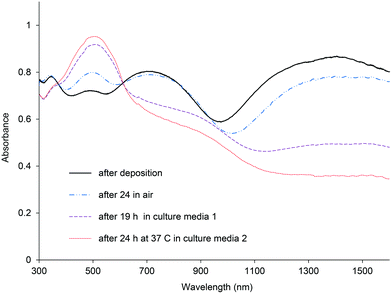 UV-vis spectra of PBTh doped with ClO4 after electrodeposition, after 24 h in air, after 19 h soaking in culture media 1 and after 24 h soaked in 37 °C in culture media 2.