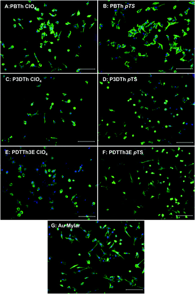 Phalloidin labelling of actin filaments demonstrates differences in cell morphology after 24 h growth on the different surfaces. On PBTh polymers (A and B), the majority of cells appear spread out with well-defined actin filaments indicative of pre-fusional myogenic behavior and show similar morphology to cells grown on gold coated mylar (G), while on P3DTh and PDTTh3E cells appeared more rounded with contracted cytoplasm and condensed cytoskeletal arrangement (C–F). Scale bars represent 100 μm.