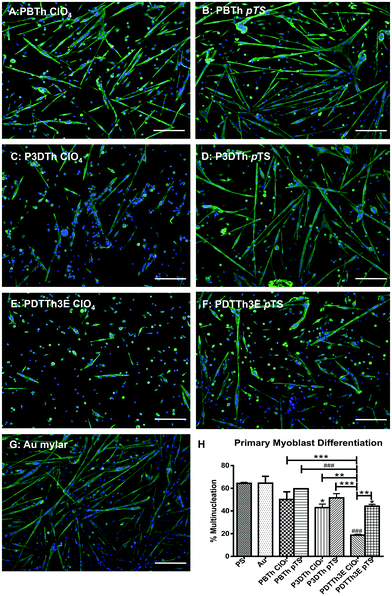 Myoblast differentiation was expressed as the percentage of total nuclei included in multinucleate myofibres containing more than 2 nuclei. Gold coated mylar supported the same level of myoblast differentiation as tissue culture plastic (PS). P3DTh doped with ClO4− and PDTTh3E doped with pTS− and ClO4− showed significantly lower levels of myofibre differentiation than gold mylar and PS (p ≤ 0.05, and p ≤ 0.0001 respectively). Scale bars represent 100 μm. * = p ≤ 0.05; ** = p ≤ 0.01; *** = p ≤ 0.001 and ### = p ≤ 0.0001.