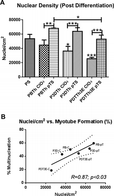 Nuclear density (nuclei per cm2) after differentiation followed a similar profile to myoblast differentiation on the various substrata (A). All pTS− doped polymers showed significantly higher nuclear density than their ClO4− doped counterparts (p < 0.01 for PBTh and p < 0.001 for the others). P3DTh doped with ClO4− and PDTTh3E ClO4− showed significantly lower nuclear density than tissue culture plastic control surfaces (PS) (p < 0.05 and p < 0.001 respectively). A significant correlation (R = 0.87) was observed between nuclear density and myotube formation (B) (p < 0.03). Polymer species were denoted as: PBTH (PB), P3DTh (P3D) and PDTTh3E (PDT3E), with suffixes of C and pT denoting ClO4− and pTS− dopants respectively.