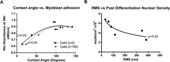 The effects of surface roughness and hydrophobicity on myoblast behavior. Significant trends were observed between contact angle and myoblast adhesion (p < 0.03) (A) and post-differentiation nuclear density (B, p < 0.02).