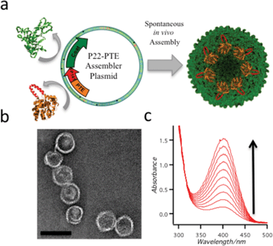 Through the P22 encapsulation system, phosphotriesterase (PTE) is specifically sequestered on the interior of the P22 capsid and maintains its catalytic activity. (a) Cartoon representation illustrating the plasmid design on the left and the spontaneously assembled product on the right. (b) Negatively stained TEM image of the P22-PTE capsids. Bar represents 100 nm. (c) As the P22-PTE cleaves the paraoxon substrate, a p-nitrophenol group is released which can be monitored as an increase in the absorbance at 405 nm.