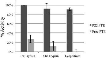Encapsulation of the phosphotriesterase (PTE) within the P22 capsid confers heightened resistance to proteolytic degradation and loss of activity after rehydration. Treatment with trypsin for either one hour or overnight greatly decreased the activity of the unencapsulated PTE while the encapsulated PTE maintained activity with either length of treatment. Upon lyophilization and subsequent rehydration, the unencapsulated enzyme lost all activity while the encapsulated enzyme retained 91% of its activity.