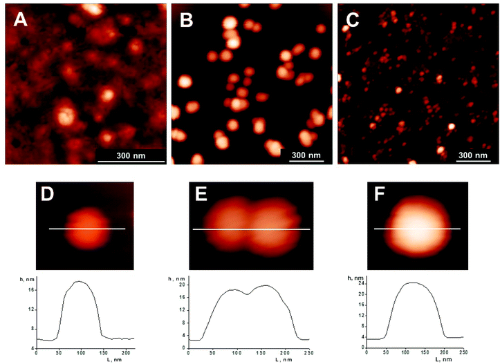 AFM images of OPC–INS nanoparticles prepared from insulin (2 mg mL−1) in PBS buffer (20 mM) with different concentrations of OPC solutions: (A) 1 mM, (B, D–F) 100 μM, and (C) 10 μM. Samples were incubated for 6 h at pH 7. The corresponding profiles show the sample elevation across the indicated lines.