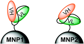 Schematic representation of the molecular positioning of an anti-HER2 scFv antibody via the Cys residue in the loop (MNP1, left) or via the 6 × His tag at the C-terminal end of VL (MNP2, right).