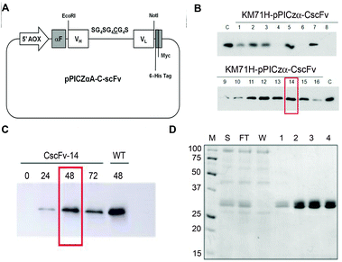 (A) Schematic diagram of the pPICZαA-CscFv expression vector. The recombinant gene encoding CscFv was inserted into the pPICZαA vector under the control of the alcoholoxidase-1 (AOX1) promoter, in frame with the prepro α-factor signal sequence (αF) and with myc and 6 × His tags. (B) Small-scale screening of P. pastoris best producing clones. Equal amounts (10 μL) of the culture supernatants of KM71H-pPICZαA-CscFv clones were analyzed by SDS-PAGE and immunoblotted with the anti-myc-HRP antibody. As a control (C), the culture supernatant of wt KM71H-pPICZαA-scFv800E6 was loaded. (C) Medium scale experiment. The clone KM71H-pPICZαA-CscFv-14 was induced with 0.5% methanol and 0.8% glycerol. Cell culture supernatants were collected at 24 h time intervals and analyzed by SDS-PAGE and immunoblotting with the anti-myc-HRP antibody. (D) Purification of CscFv. SDS-PAGE analysis was performed on samples obtained by purification on Ni-NTA agarose resin: the supernatant (S), flow through (FT), wash (W) and eluted fractions (1, 2, 3 and 4). Proteins were visualized by Coomassie staining. M: molecular weight markers (kDa).