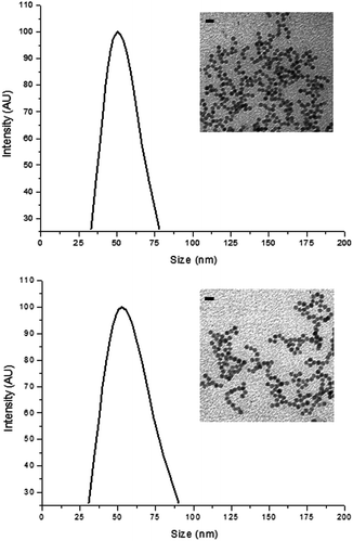 Characterization of MNP1 (A) and MNP2 (B). Size distribution was determined by dynamic light scattering in PBS, pH 7.4, at a colloidal concentration of 5 μg mL−1. Insets: TEM graphs of MNP1 (A) and MNP2 (B) in water, scale bars = 20 nm.