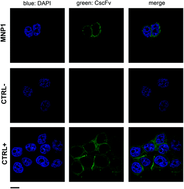 MNP1 capability of labeling HER2-positive cell membrane. HER2-positive MCF7 cells were incubated for 1 h at 37 °C with FITC-labeled MNP1 (0.1 mg mL−1). CscFv incubation with MCF7 cells was used as a positive control, while MNP1 incubation with HER2-negative MDA cells was used as a negative control. Free CscFv was revealed by a FITC-conjugated secondary antibody (green). Nuclei were stained with DAPI (blue). Scale bar = 10 μm.