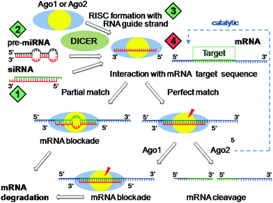 RNA interference modes of action. Incorporation of guide RNA strand (derived from natural microRNA or introduced siRNA) together with argonaute (Ago1 or Ago2) into the RNA interference silencing complex (RISC). RISCs recognize complementary messenger RNA (mRNA) strands by hybridization, which always matches in the seed region (the first 7–8 nucleotides of 5′-end of the guide strand). In the case of a perfect sequence match over the whole guide strand, Ago2 RISCs (which contain an endonucleolytic RNase activity) cleave the target mRNA in a catalytic mode, whereas RISCs with the partial sequence match repress protein translation by mRNA blockade. Green diamonds present options for artificial induction of RNA interference (1: synthetic siRNA; 2: synthetic pre-microRNA; 3: single stranded ss-siRNA), the red diamond presents options for inhibition of RNA interference (4: antagomirs such as tiny-LNA, masking the RISC guide strand by hybridization).