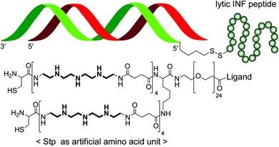 Complexation with polymers. An example of 6 nm small monomolecular siRNA polyplexes formed with sequence-defined oligomers is presented.46 Oligomers contain a targeting ligand (folic acid), a poly(ethylene glycol) (PEG) unit for particle surface shielding, an endosomal protonatable artificial amino acid (Stp), and terminal cysteines for polyplex stabilization by disulfide formation. The siRNA is covalently linked to an endosomolytic peptide.