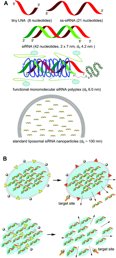 RNAi delivery strategies with diverse characteristics. (A) Different dimensions of RNAi molecules and formulations. (B) Shuttle-type RNAi delivery systems consisting of larger shielded and targeted nanoparticles which deliver their payload to the diseased region, where the specific altered microenvironment is supposed to trigger the release of smaller RNAi subunits.