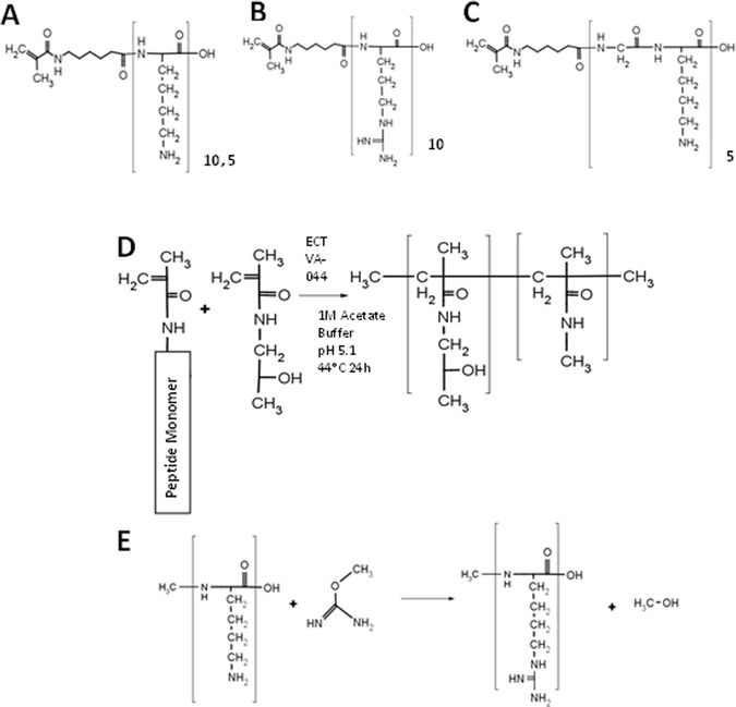 Polymer synthesis. (A–C) Structure of monomers: MaAhxK10 (A), MaAhxR10 (B), and MaAhx(GK5) (C). (D) Synthesis of peptide brush copolymers by RAFT copolymerization. (E) Guanidinylation reaction between a primary amine and O-methyl isourea to form homoarginine.