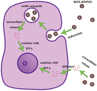 The extracellular and intracellular drug release process of DOX–HMNPs in a cancer cell.