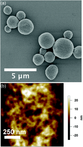 (a) SEM-image of eADF4(C16) particles in the dehydrated state. (b) Surface topography acquired at the apex of an eADF4(C16) particle in solution by AFM in TappingMode.