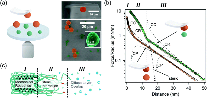 (a) Schematic representation of direct force measurements (left side). A colloidal silica probe and the sample with immobilized silica (orange) and eADF4(C16) particles (green) are additionally shown in SEM-images (right panel). (b) Representative force profiles for the interaction between silica (orange) and eADF4(C16) (green) particles, respectively. The diffuse layer overlap has been fitted according to the full solutions of the Poisson–Boltzmann equation with classical boundary conditions of constant charge (CC) and constant potential (CP), as well as the constant regulation approximation (CR). (c) Different contributions to the force profiles in dependence of the separation for the colloidal probe versus the eADF4(C16) particles.