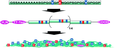 Schematic representation of the consensus sequence of ADF4, the engineered recombinant eADF4(C16) and the particle surface distribution of selected amino acids.
