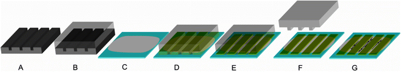 Production of patterned films (the ridges have a width of 50 μm and a height of less than 1 μm, whereas the grooves (i.e. spacing between the ridges) have a width of 20 μm): A: a silicon wafer was used as a template to process a PDMS stamp (B); C: a film was cast on a glass slide to form a ground layer; D: a PDMS stamp was placed on the ground layer protein film; E: a protein solution with a second protein was soaked into the channels of the PDMS stamp by capillary forces; F: after drying, the PDMS stamp was removed, leaving ridges of the second protein; G: cells preferentially adhere and align on the ground layer but not on the ridges.