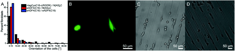 BALB/3T3 fibroblasts grown on structured films. A: orientation of fibroblasts grown on patterned films made of different protein combinations (ground layer protein/ridge protein) as depicted by the colour code after 48 hours of incubation; B: fluorescence microscopy of calcein AM stained cells, grown on a film with ntagCysC16-c(RGDfK) as the ground layer and N[AS]8C as ridges; C and D: light microscopic image after 48 hours of incubation using ntagCysC16-c(RGDfK) as the ground layer with N[AS]8C as ridges (C) and eADF4(C16) as the ground layer with N[AS]8C as ridges (D).