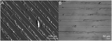 A: BALB/3T3 fibroblasts grown on structured films using eADF4(C16) as the ground layer and N[AS]8C as ridges after 96 hours of incubation; B: C2C12 myoblasts grown on eADF4(C16)/N[AS]8C films after 48 hours of incubation.