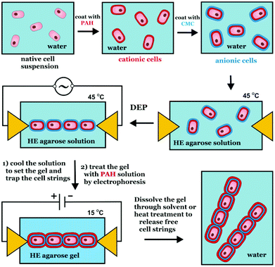 Schematics of the preparation of cell ‘strings’, using dielectrophoretic assembly combined with a hydrogel trapping method and polyelectrolyte mediated binding.