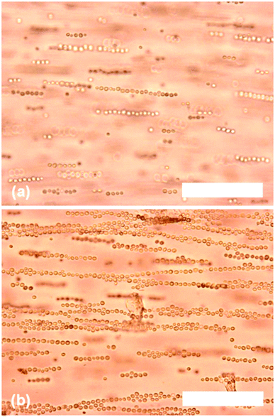 Optical microscopy images of yeast cells (0.20% w/v) in agarose solution (0.50% w/v) undergoing dielectrophoretic assembly (20 kHz, 600 V cm−1). Images captured: (a) 30 seconds and (b) 2 minutes after the field was applied. Scale bars are 100 μm in both images.