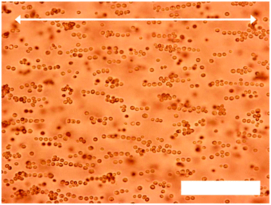 Optical microscopy images of yeast cells (0.20% w/v) in HE-agarose solution (1.00% w/v) undergoing dielectrophoretic assembly (20 kHz, 1250 V cm−1). The field was applied for 20 minutes. Arrow denotes direction of electrodes in relation to the yeast cell assemblies. Scale bar is 100 μm.