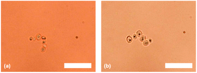 Optical microscopy images of the yeast cell strings re-suspended in Milli-Q water. Scale bars are 25 μm in both images.