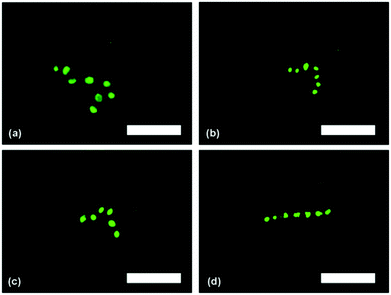 Fluorescence microscopy images of yeast cell ‘strings’ after treatment with FDA and re-suspending in water. Scale bars are 25 μm in all images.