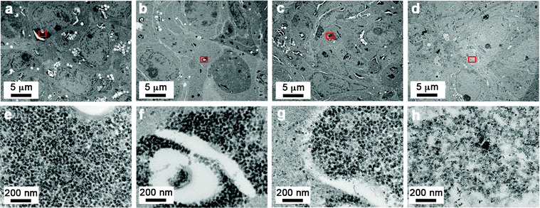 Sterically stabilized SPIONs can penetrate into spheroids and remain evenly dispersed. Transmission electron microscope images of DLD-1 spheroids incubated with SPIONS. Images were taken from the central region of the spheroid from sections that were cut at an approximate depth of 100 μm from the edge of the spheroid. A small region from the centre of the low magnification images (indicated by the red box) is shown in the high magnification images (a and e) NP1, (b and f) NP3, (c and g) NP4, (d and h) NP7. Scale bars as indicated.
