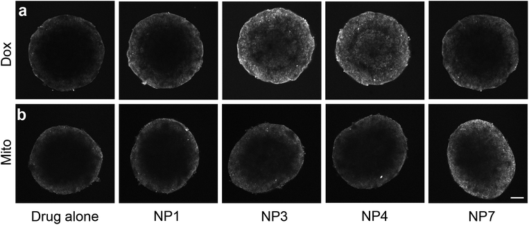 SPIONS influence the diffusion of doxorubicin and mitoxantrone and enhanced diffusion is dependent on stabilizer composition. Single confocal images of (a) doxorubicin or (b) mitoxantrone diffusion into DLD-1 spheroids either alone or with co-administered SPIONs. Scale bar 200 μm.