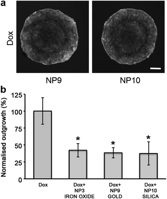 The stabiliser coatings and not the nanoparticle core are responsible for the enhanced diffusion of doxorubicin. (a) Single confocal images of DLD-1 spheroids co-administered with Dox and the SPIONs NP9 (gold) and NP10 (silica). Scale bar 200 μm. (b) Plot of cellular outgrowth of DLD-1 spheroids co-administered with Dox and nanoparticles with different core types: iron oxide, gold and silica. Each nanoparticle core was sterically stabilized with 95% MPEG/5% NH2polymers and the results were normalized to the outgrowth of Dox treated DLD-1 spheroids. The untreated control spheroids (not shown for clarity) had an outgrowth value of 331% ±23 compared to Dox treated spheroids. Error bars represent standard error with n = 6. * indicates p < 0.01 compared to cytotoxin alone.
